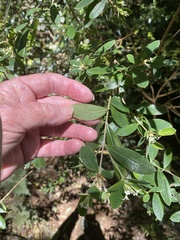 Pimelea gigandra