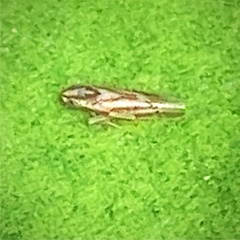 Erythridula crataegi