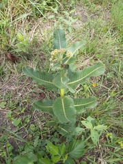 Xysmalobium undulatum