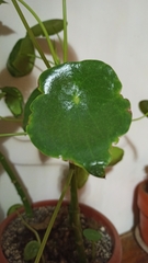 Pilea peperomioides