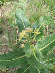 Xysmalobium undulatum