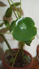 Pilea peperomioides