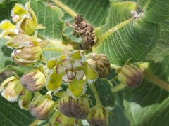 Xysmalobium undulatum