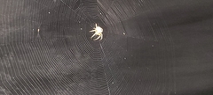 Acanthepeira stellata