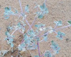 Tidestromia suffruticosa