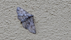 Iridopsis defectaria