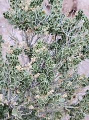 Mortonia utahensis