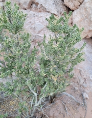 Mortonia utahensis