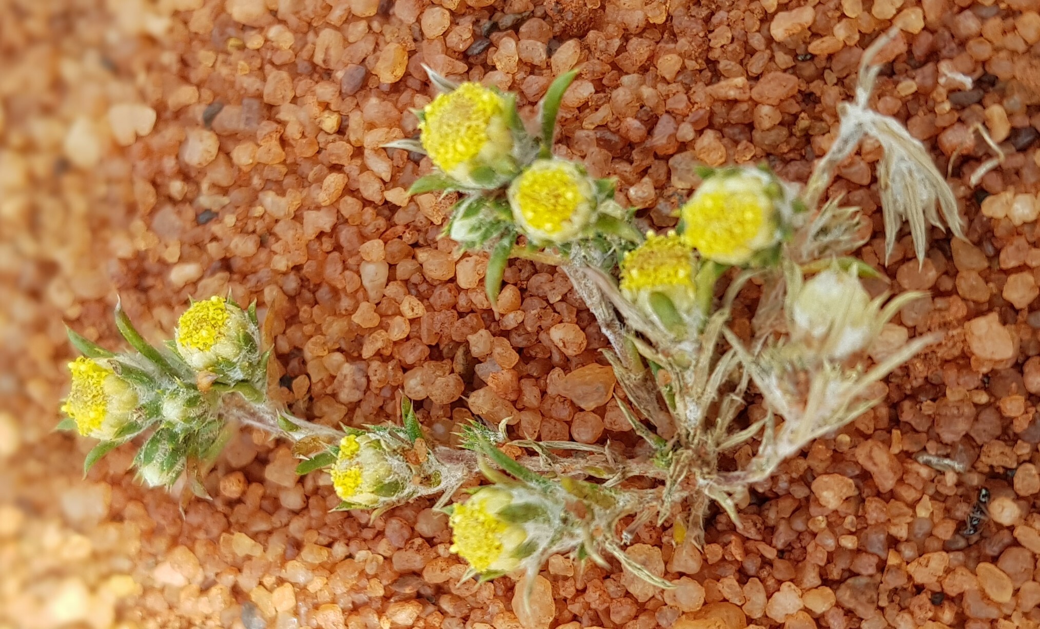 Pogonolepis stricta Steetz