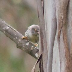 Daphoenositta chrysoptera