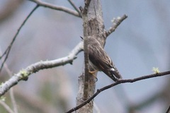 Daphoenositta chrysoptera
