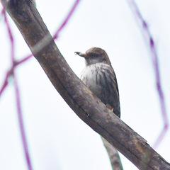 Daphoenositta chrysoptera