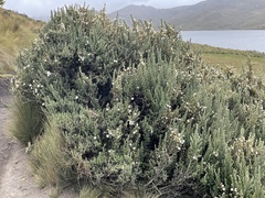 Diplostephium ericoides