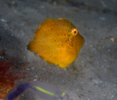 Brachaluteres jacksonianus