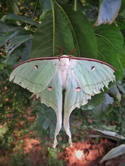 Actias selene