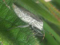Anoplocnemis