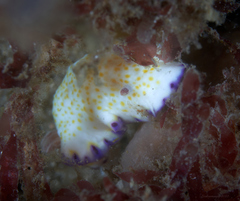 Goniobranchus