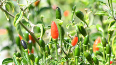 Capsicum annuum