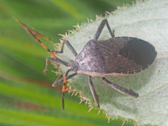 Anoplocnemis