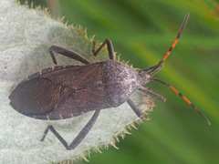 Anoplocnemis