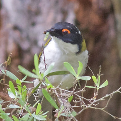 Melithreptus lunatus