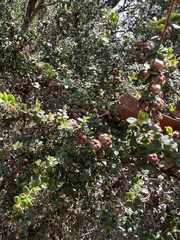 Leptospermum scoparium