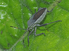 Anoplocnemis