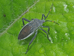 Anoplocnemis