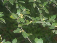 Cotoneaster franchetii