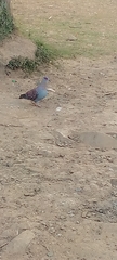 Columba guinea