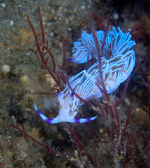 Pteraeolidia ianthina