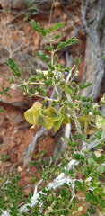 Tribulus suberosus