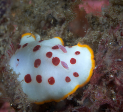 Goniobranchus splendidus