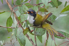 Melithreptus lunatus