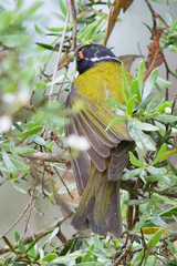 Melithreptus lunatus