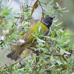 Melithreptus lunatus