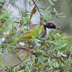 Melithreptus lunatus