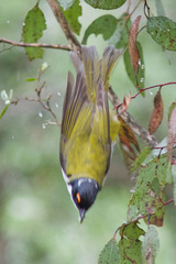 Melithreptus lunatus