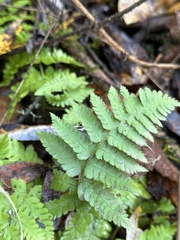 Dryopteris arguta