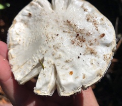 Amanita smithiana