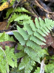 Dryopteris arguta