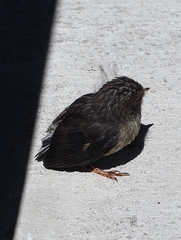 Petroica macrocephala macrocephala