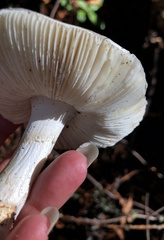 Amanita smithiana