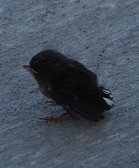 Petroica macrocephala macrocephala