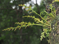 Asplenium theciferum