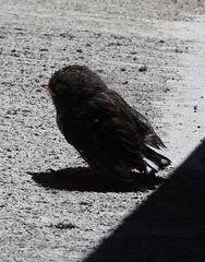 Petroica macrocephala macrocephala