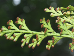 Asplenium theciferum