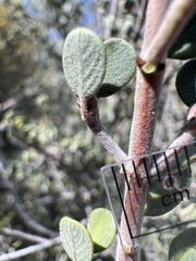 Ceanothus pauciflorus