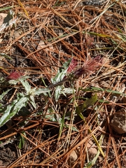 Cirsium arizonicum