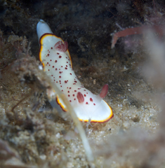 Goniobranchus daphne